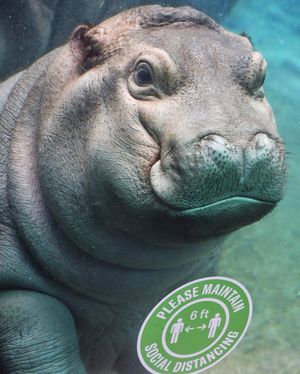 Image post by @sandiegozoo on Instagram