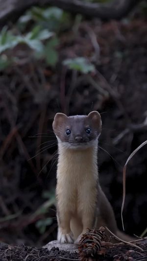 Video post by @bbcearth on Instagram