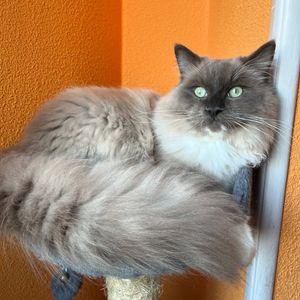 Image post by @brunrik.and.pyrene.ragdolls on Instagram