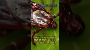 Video post by @bugbustersusa on YouTube