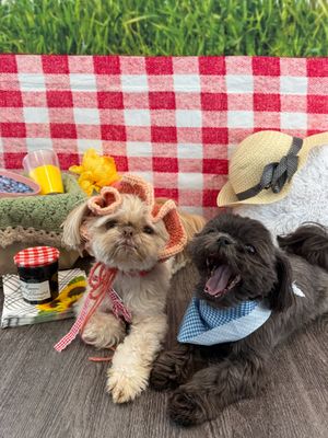 Image post by @dogtopiagr on Instagram