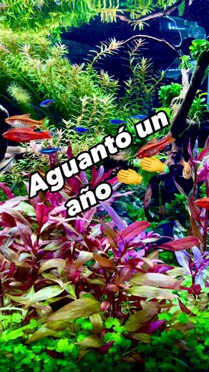 Video post by @aqualupi on Instagram