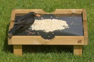 Image post by @rspb on Instagram