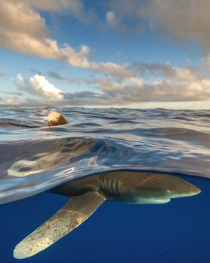 Image post by @sealegacy on Instagram