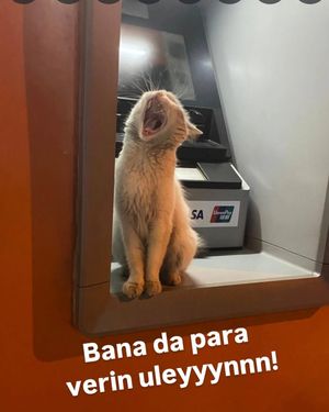 Image post by @ozgekirikcikara on Instagram
