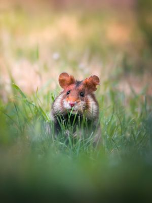 Image post by @animalplanet on Instagram