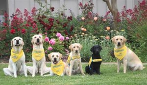 Image post by @canineorg on Instagram