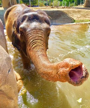 Image post by @sandiegozoo on Instagram