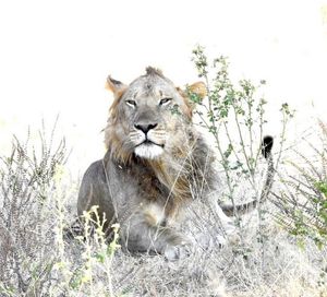 Image post by @chiawasafaris on Instagram