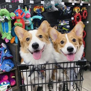 Image post by @petco on Instagram
