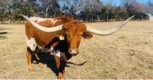 Image post by @txextension on Instagram