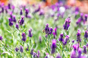 Image post by @rogersgardens on Instagram