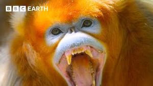 Video post by @bbcearth on YouTube