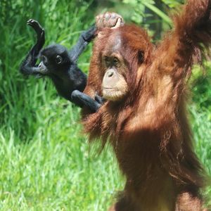 Image post by @sandiegozoo on Instagram