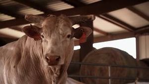 Video post by @pbr on YouTube