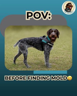 Image post by @topdogmold on Instagram