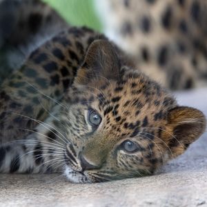 Image post by @sandiegozoo on Instagram