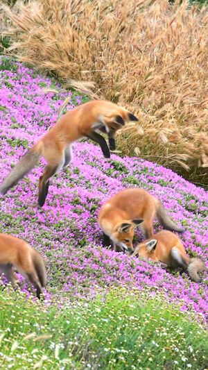 Video post by @bbcearth on Instagram