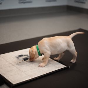 Image post by @canineorg on Instagram