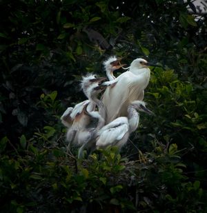 Image post by @AnimalPlanet on Twitter