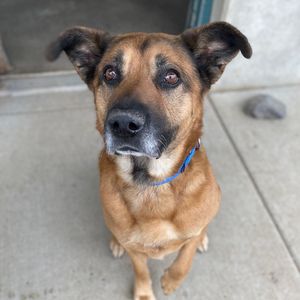 Image post by @whitmanpets on Instagram