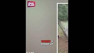 Video post by @dailyflashtv on YouTube