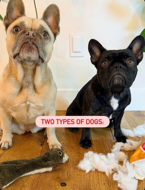 Image post by @petsmart on Instagram