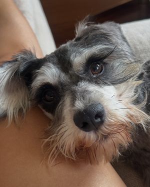 Image post by @heartsandbonesrescue on Instagram