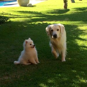 Image post by @mikethewhitegolden on Instagram