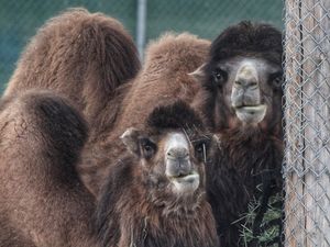 Image post by @denverzoo on Instagram