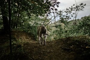 Image post by @thesavannahwolfhound on Instagram