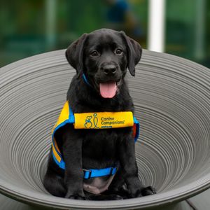 Image post by @canineorg on Instagram