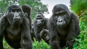 Video post by @bbcearth on YouTube