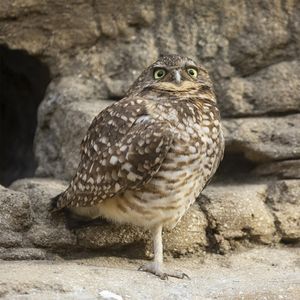 Image post by @sandiegozoo on Instagram