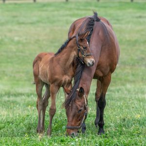 Image post by @spendthriftfarm on Instagram