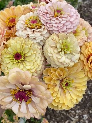 Image post by @garden.goodies.parade on Instagram