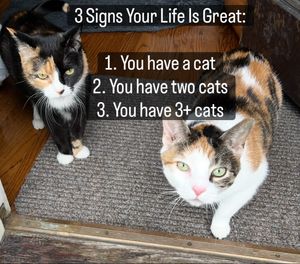 Image post by @hellocuteykitties on Instagram