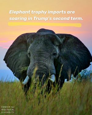 Image post by @centerforbiodiv on Instagram
