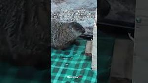 Video post by @newsday on YouTube