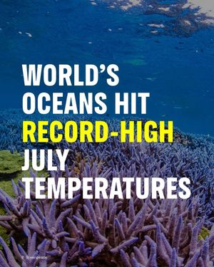 Image post by @greenpeace on Instagram