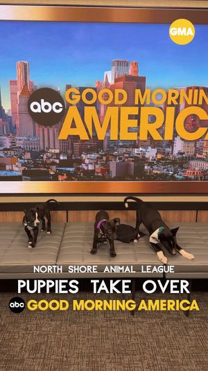 Video post by @gma on TikTok