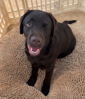 Image post by @thechonkychip on Instagram