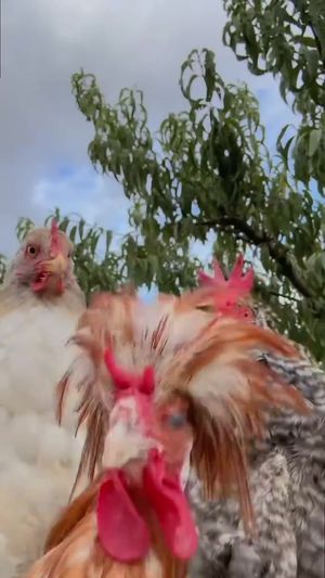 Video post by @udcockpit on TikTok