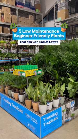 Video post by @lowes on Facebook