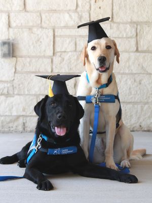 Image post by @canineorg on Instagram