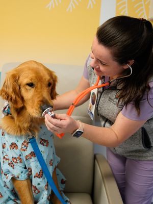 Image post by @canineorg on Instagram