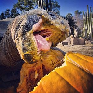 Image post by @sandiegozoo on Instagram