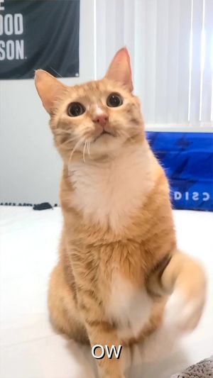 Video post by @kurttocci on TikTok