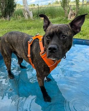 Image post by @spokhumanesoc on Instagram
