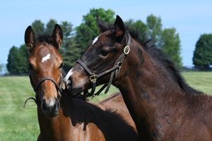 Image post by @godolphin on Instagram